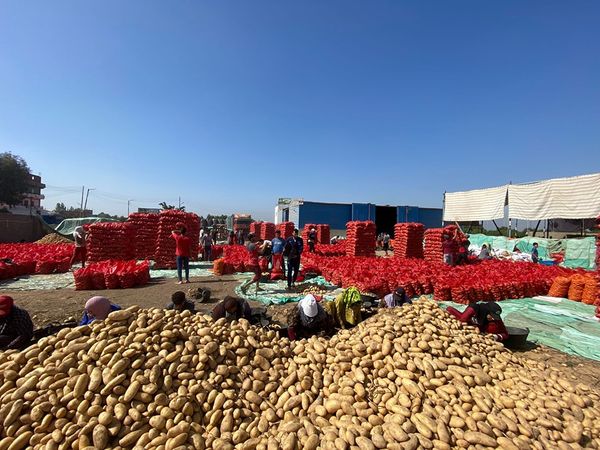 FRESH POTATO from 이집트 supplied by Fair Twenty One for Import and Export - Stored 신선 일반 감자