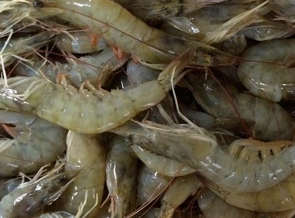 Shrimp from 인도 supplied by SpiSea Trading - Shell On (=Unpeeled) 냉동 새우