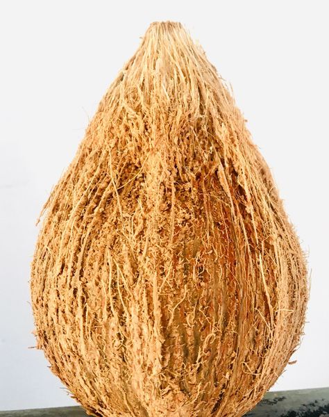 Coconut from Sri Lanka supplied by Ceylon Thambapanni - Whitish Other Fresh Coconut
