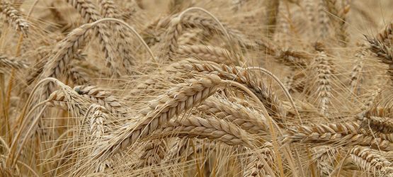 Wheat from 오스트리아 supplied by Alfred Kammerberger eU - Unspecified 소맥