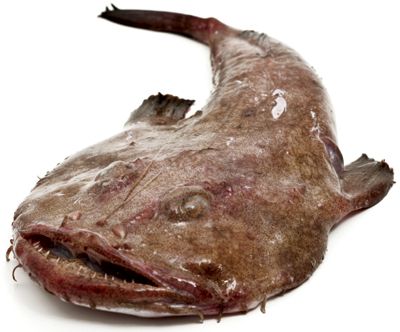 Fresh Monkfish from 캐나다 supplied by Cusimer - Angler (=Lophius piscatorius) 냉동 아귀