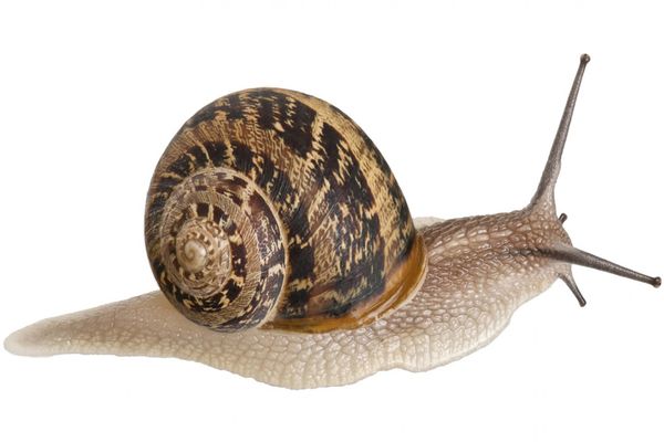 Helix Aspersa Muller (Petit Gris) from 튀르키예 supplied by Hirudolab Ltd.Sti - Alive 냉동 달팽이