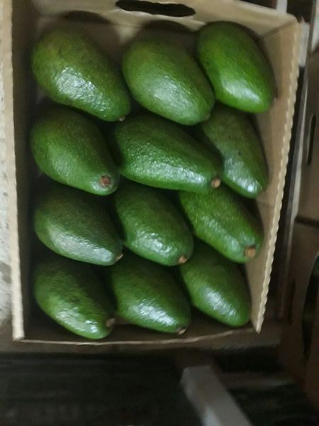 Avacado from 벨기에 supplied by MEDLY BVBA - Conventional 신선 아보카도