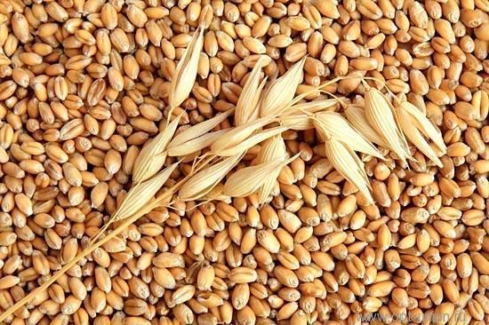 Milling Wheat from 우크라이나 supplied by LLC FORNAX AGRO UKRAINE - Milling Wheat 소맥