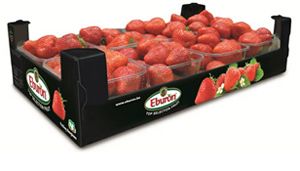 Strawberry from 벨기에 supplied by Belfrutex - Tub (=Bucket=Pail) 신선 딸기