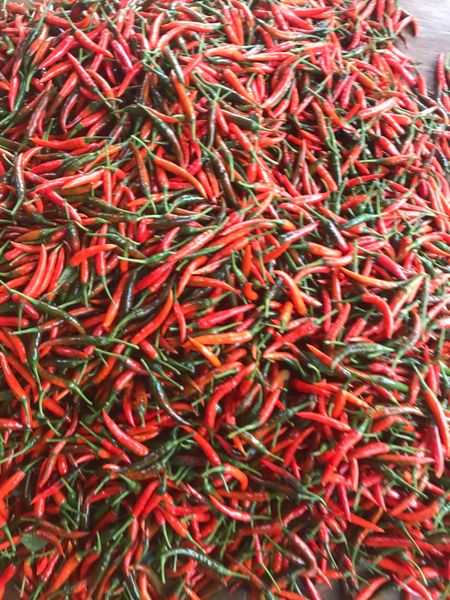 Vietnamese Fresh Chili from 베트남 supplied by Thien Dat Agricultural Processing Co., Ltd - Fresh (=Chilled) 말린 통고추