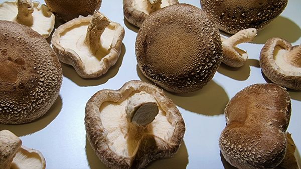 Fresh shiitake mushroom from Lithuania supplied by Tomo Senkaus gurmaniški grybai - Cultivated Shiitake Mushroom