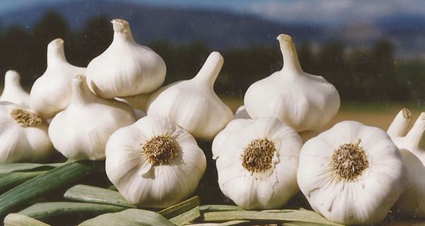 Garlic from Argentina supplied by Ajos Del Valle S.R.L. - White Garlic Fresh Garlic