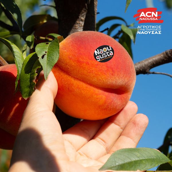 Fresh Whole Peach from 그리스 supplied by AGRICULTURAL COOPERATIVE OF NAOUSSA - Carton Box - Open Top 신선 복숭아