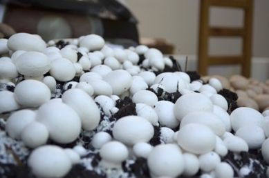 fresh white mushroom from Poland supplied by Przedsiębiorstwo Prywatne Biegpol - Fresh (=Chilled) Fresh White Mushroom
