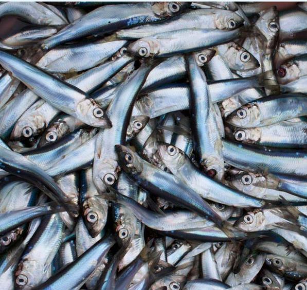 Herring from 핀란드 supplied by Ab Salmonfarm Oy - Whole (=In The Round) 청어