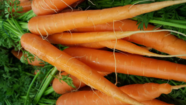 Carrots from 프랑스 supplied by Ferro Rungis - Orange 신선 당근