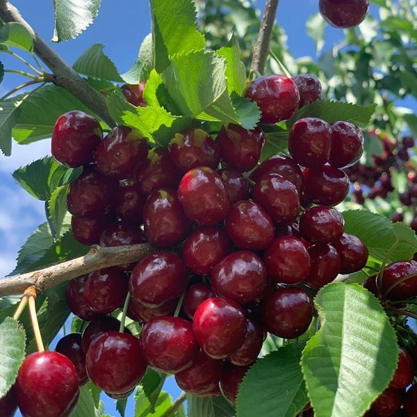Fresh Cherry from 체코 supplied by Karel Dryák - Red 신선 체리