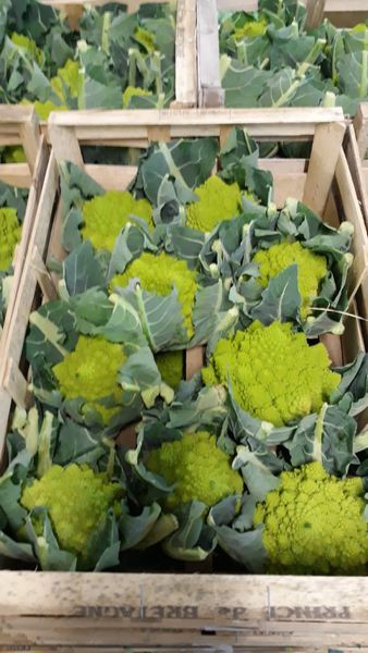 Broccoli from United Kingdom supplied by Veg UK Ltd - Green Fresh Headed Broccoli