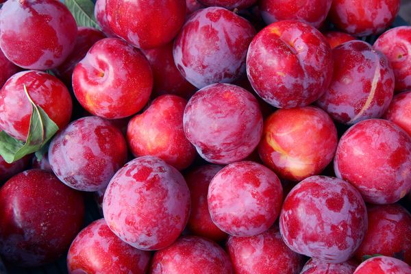 Plums - Straight Pack from 미국 supplied by Leelanau Fruit CO. - Plum - Stanley 신선 자두