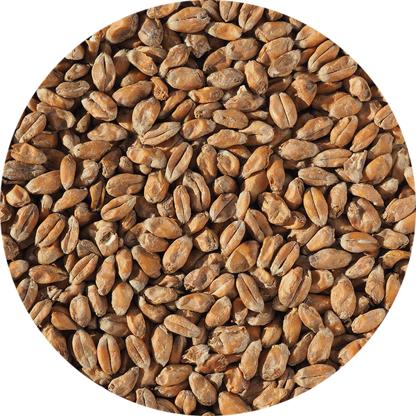 Wheat Malt from 영국 supplied by Crisp Malting Group Limited - Individually Wrapped (=IW) 밀엿기름