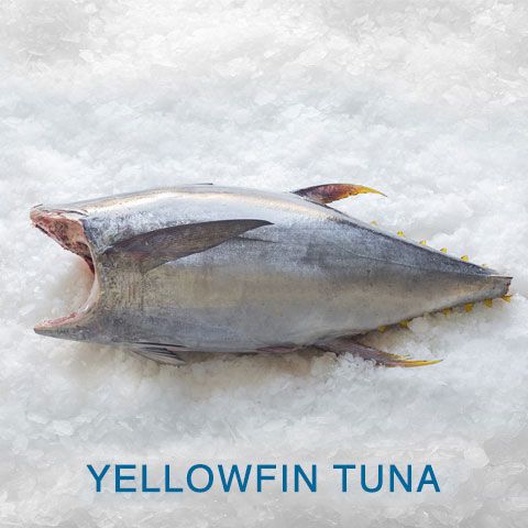Yellowfin Tuna from Ecuador supplied by Oceanfish S.A. - Good Quality Frozen Yellowfin Tuna