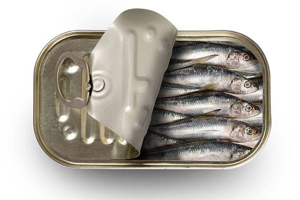 Canned Sardine from 캐나다 supplied by Omega Food Importers Co. Ltd. - Preserved (=Canned) 정어리 가공품