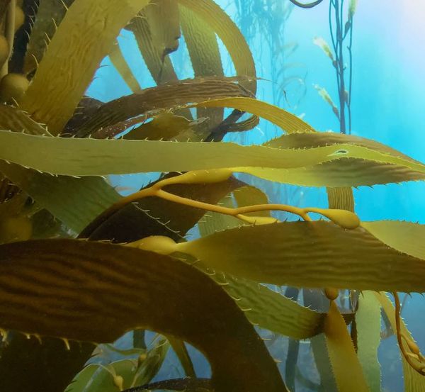 Seaweed from 호주 supplied by Marinova Pty Ltd - Super Quality 냉동 해조류