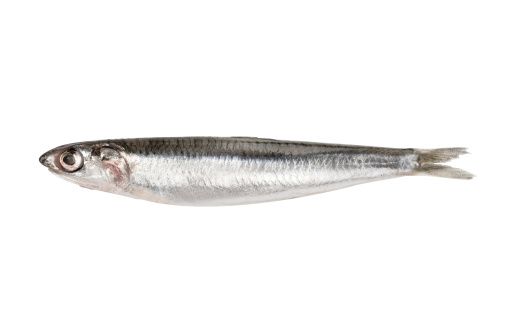 Argentine Anchovy from 아르헨티나 supplied by Curimba S.A. - Frozen 아르헨티나 멸치