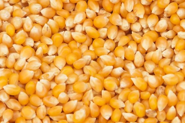Maize from Hungary supplied by MG. PRODUKT Ltd. - As per customer's request Maize (Corn)