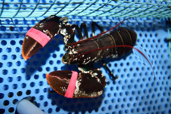 Fresh Norwegian Lobster from 노르웨이 supplied by NORWEGIAN LOBSTER FARM AS - 노르웨이 랍스터 신선 랍스터