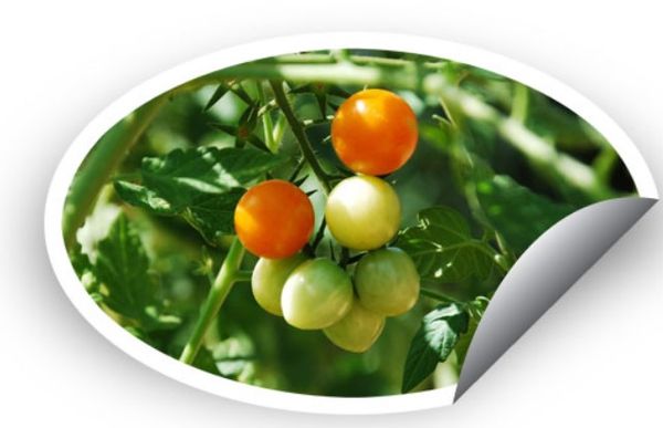 Fresh Cherry Tomato from Netherlands supplied by Fortuna Fruits Continental BV - Vine Ripened (=On the Vine=On the Branch=Cluster Tomato) Fresh Tomato