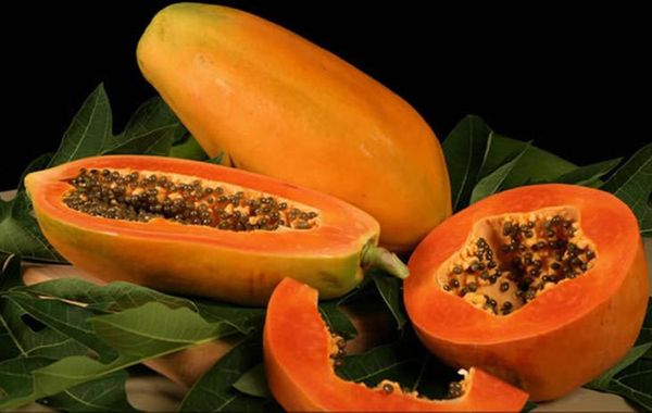 Papaya from 에콰도르 supplied by Terra Sol Corp S.A. - Whole 신선 파파야