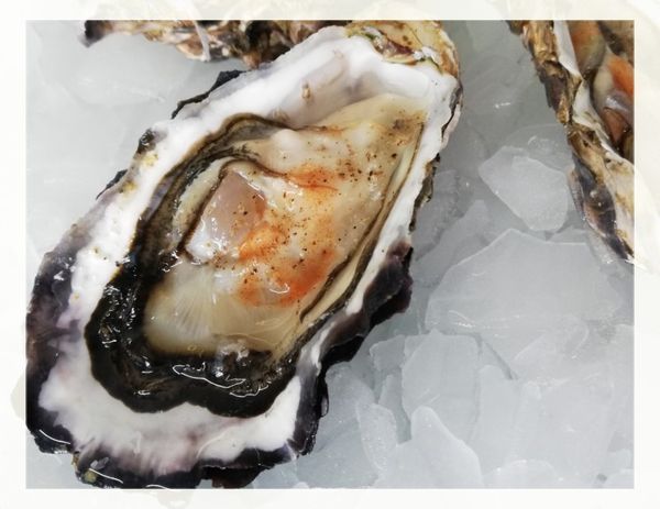 Oyster from South Africa supplied by Gordon's Bay Fisheries - Live Fresh Oyster