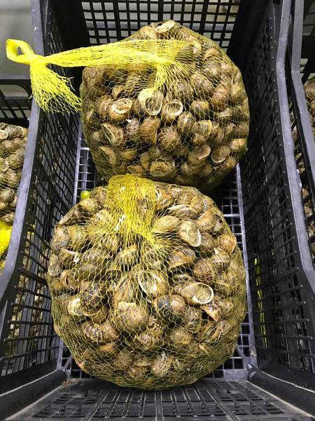 Snails. Helix aspersa maxima - Helix aspersa muller from Turkiye supplied by Hirudolab Ltd.Sti - Alive Frozen Snail