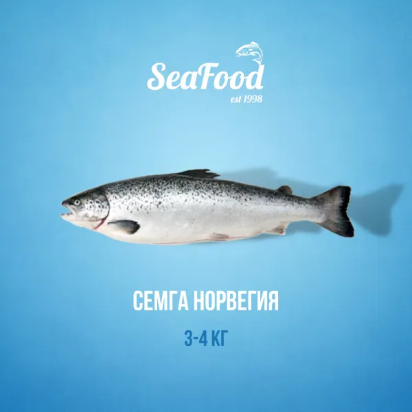 Whole Salmon from 카자흐스탄 supplied by SeaFood Group - With Bone 연어