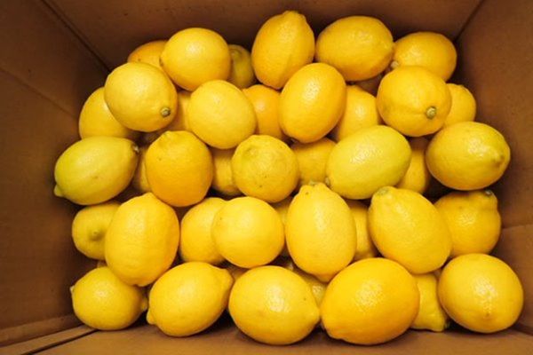 Fresh Lemon from 이스라엘 supplied by FFC Fresh Fruit Company GmbH - Eureka 신선 레몬