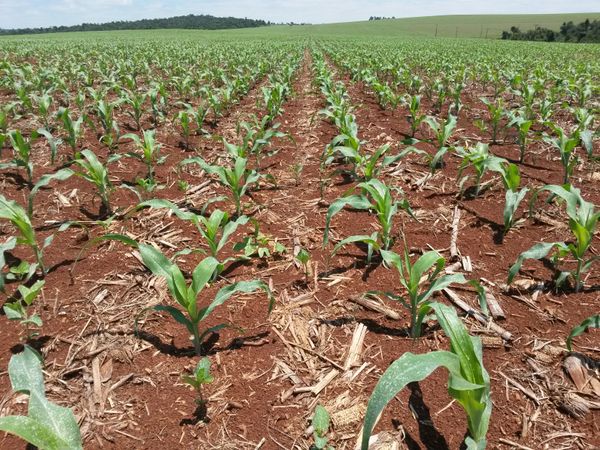 Corn from 파라과이 supplied by AGROTORO S.A. - Sweet Corn (=Saccharata) 옥수수
