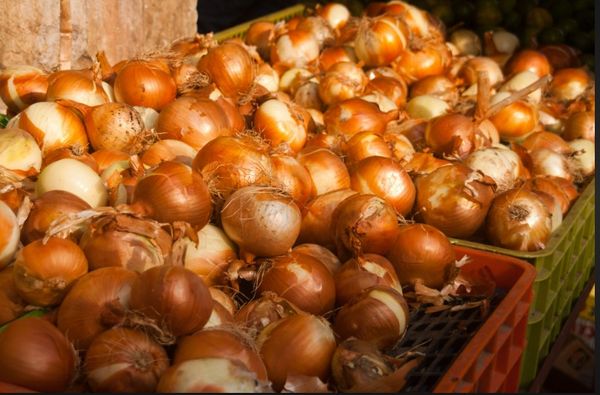 Fresh Onion from Israel supplied by R.A.N. Fresh Produce Ltd. - White Fresh Onion