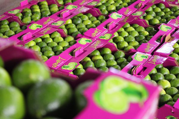 Fresh Lime from 브라질 supplied by Sebastiao da Manga - Whole 신선 라임