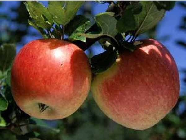 Fresh Organic Apple from 독일 supplied by Fruit Farm Cordes - Strong Earliest 신선 사과