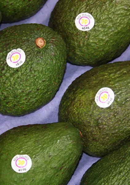 Avocado from 뉴질랜드 supplied by JP Exports - Hass 신선 아보카도