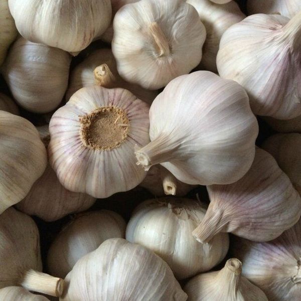 Normal White Garlic from China supplied by Xiamen Sino Orchard Industry Co. Ltd - Carton Box (=Cardboard Box) Fresh Garlic
