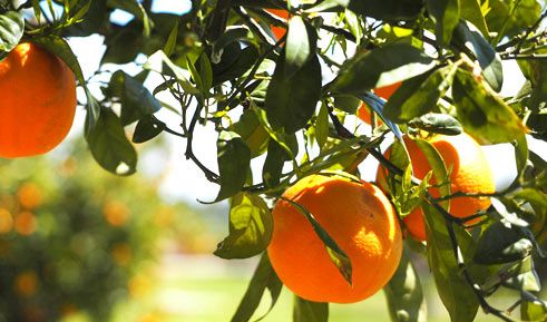 Fresh Orange from Spain supplied by Tonifruit - Orange Fresh Orange