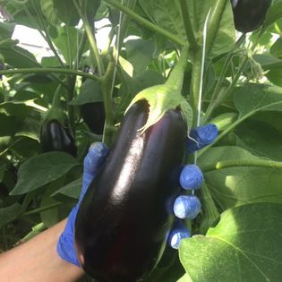 Eggplant from Germany supplied by HAVELIA GmbH - Purple (=Violet) Eggplant