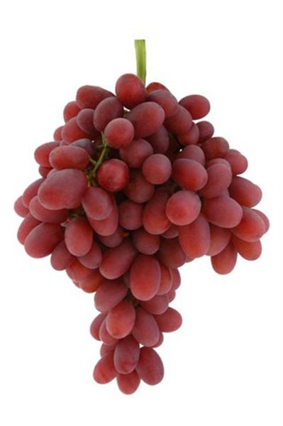 Grape from Brazil supplied by GVS Fruit Company - Benitaka Fresh Grape