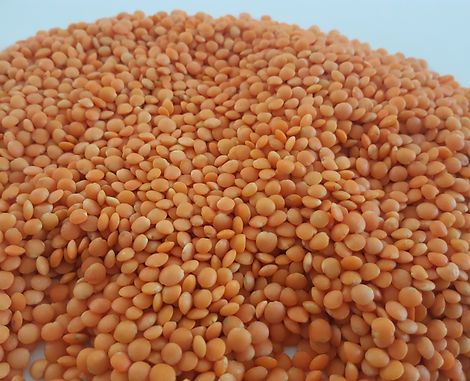 Red Lentil from United Arab Emirates supplied by Meerwali Food Industries Fze - Red Lentil (=Masoor Dal =Masur Dal) Dried Lentil