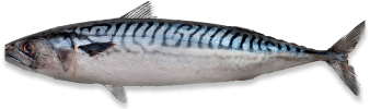 Mackerel from Russia supplied by LLC Nord Piligrim - Fresh (=Chilled=Raw) Fresh Mackerel