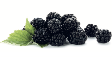 Blackberry from 튀르키예 supplied by Sanpa Gida - Whole 신선 블랙베리