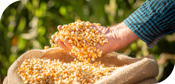 Corn from Brazil supplied by FS Bioenergia - Dried Maize (Corn)