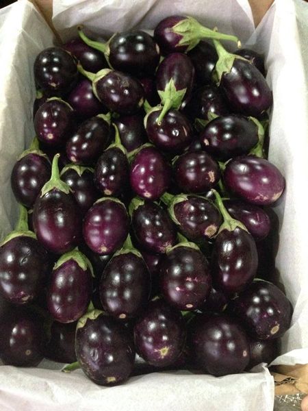 Eggplant from 파키스탄 supplied by SNS Impex - Purple (=Violet) 가지