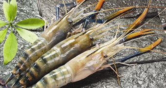 Black Tiger Shrimp from 베트남 supplied by Viet Viet Nhat Investment Joint Stock Company - Whole 냉동 새우