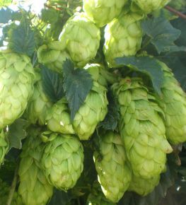 Hop - Clone 18 from 우크라이나 supplied by Khmel of Ukraine LLC - Raw (=Natural) 홉