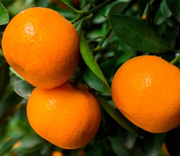 Fresh Mandarin from Spain supplied by Iberhanse Group - Clementine - Oronules Fresh Mandarin