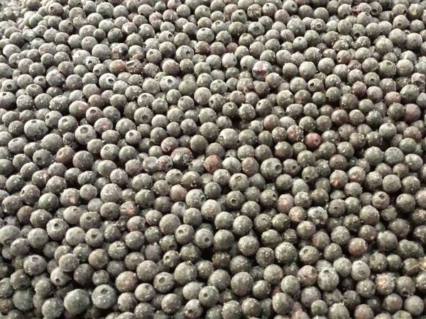 Fresh blueberries from United States supplied by Merrill Blueberry Farms, Inc. - Dark Blue Fresh Blueberry